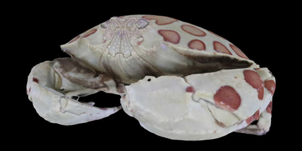 3D model of a modern crab.