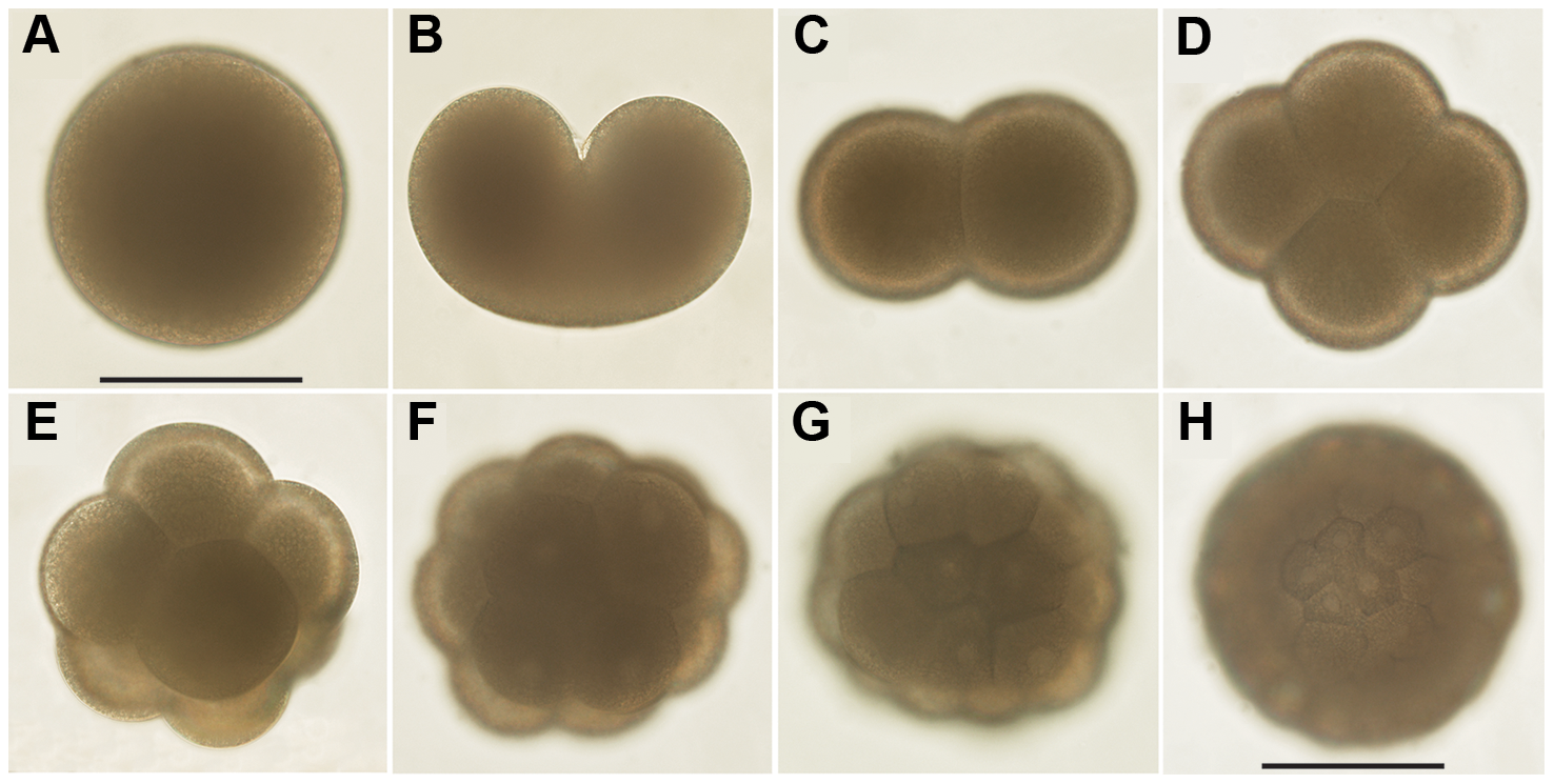 Photographs of radial cleavage in the coral Lophelia pertusa.