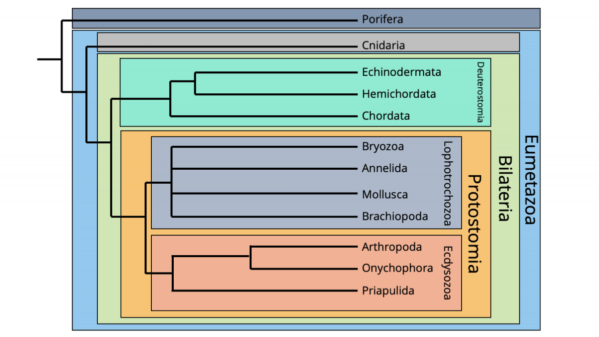 A cladogram showing a simplified overview of animal phylogeny.