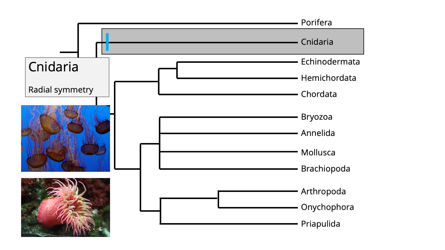 Phylogenetic position of phylum Cnidaria.