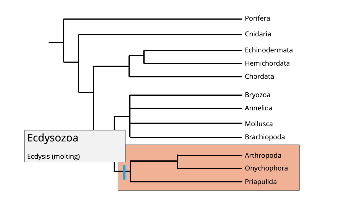 Phylogenetic position of the ecdysozoan clade.