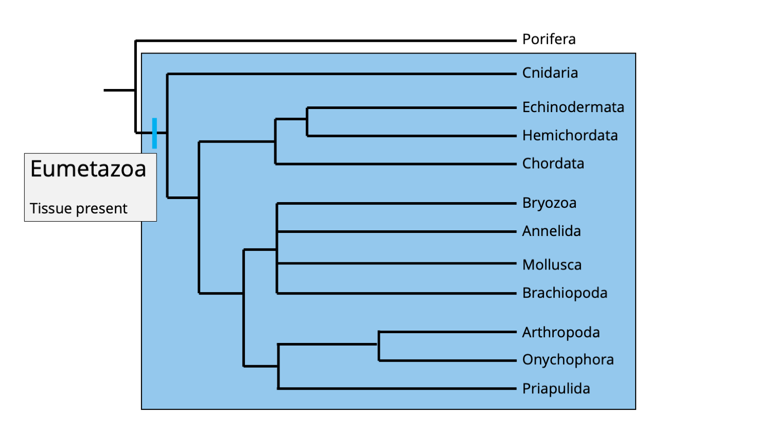 Phylogenetic tree depicting membership of the Eumetazoa clade.
