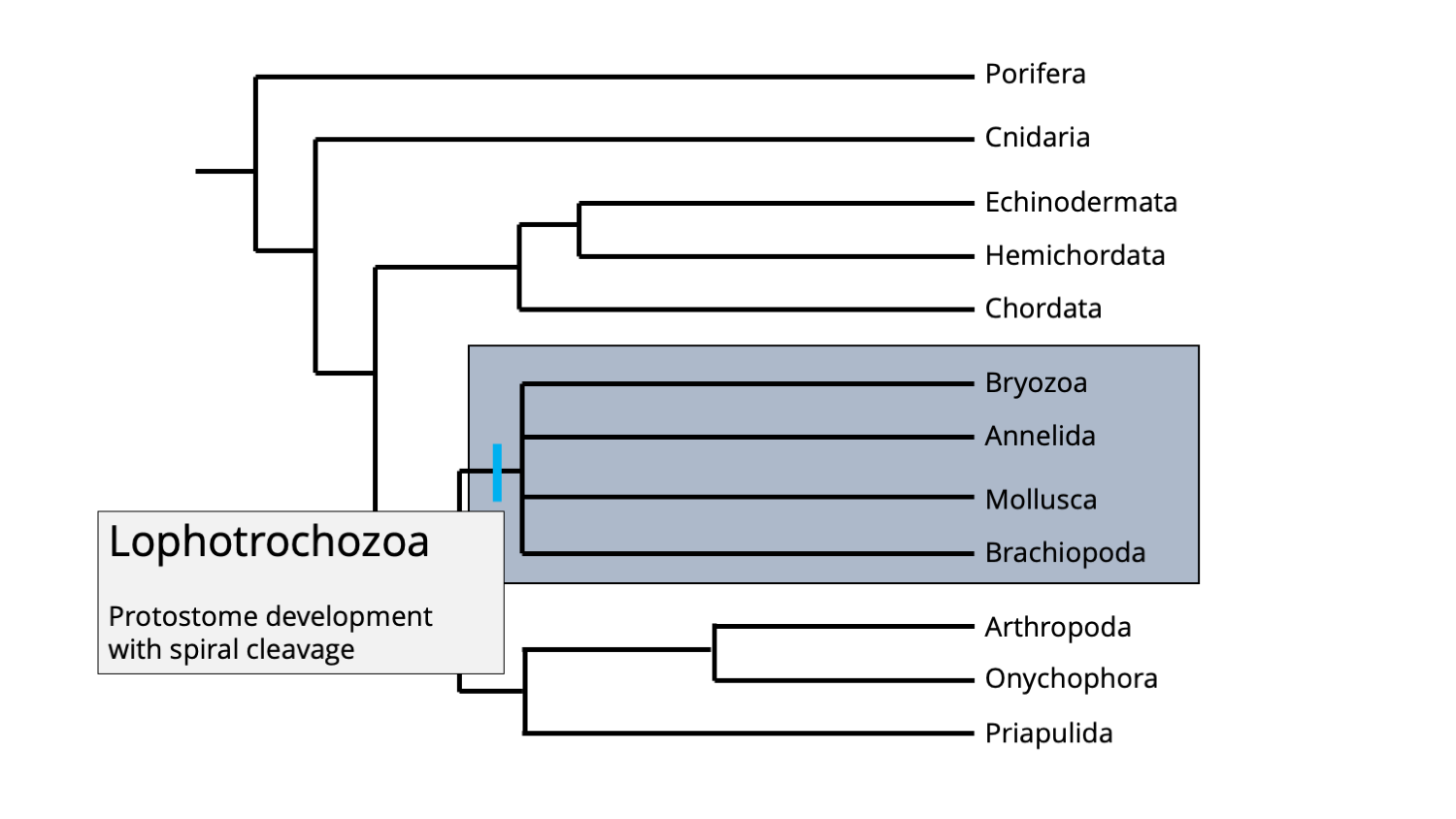 Phylogenetic position of the Lophotrochozoan clade.