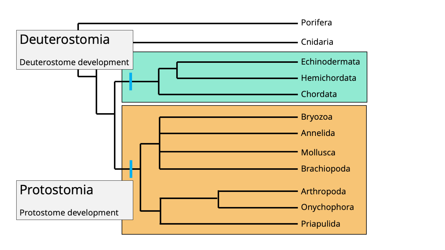 Phylogenetic positions of the bilaterian clades Protostomia and Deuterostomia.