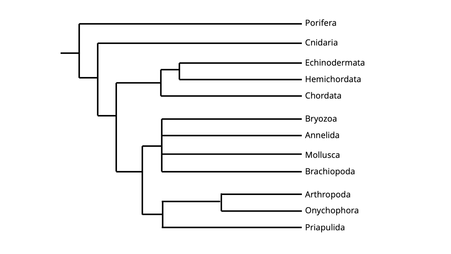 Animal Phylogeny - Digital Atlas of Ancient Life