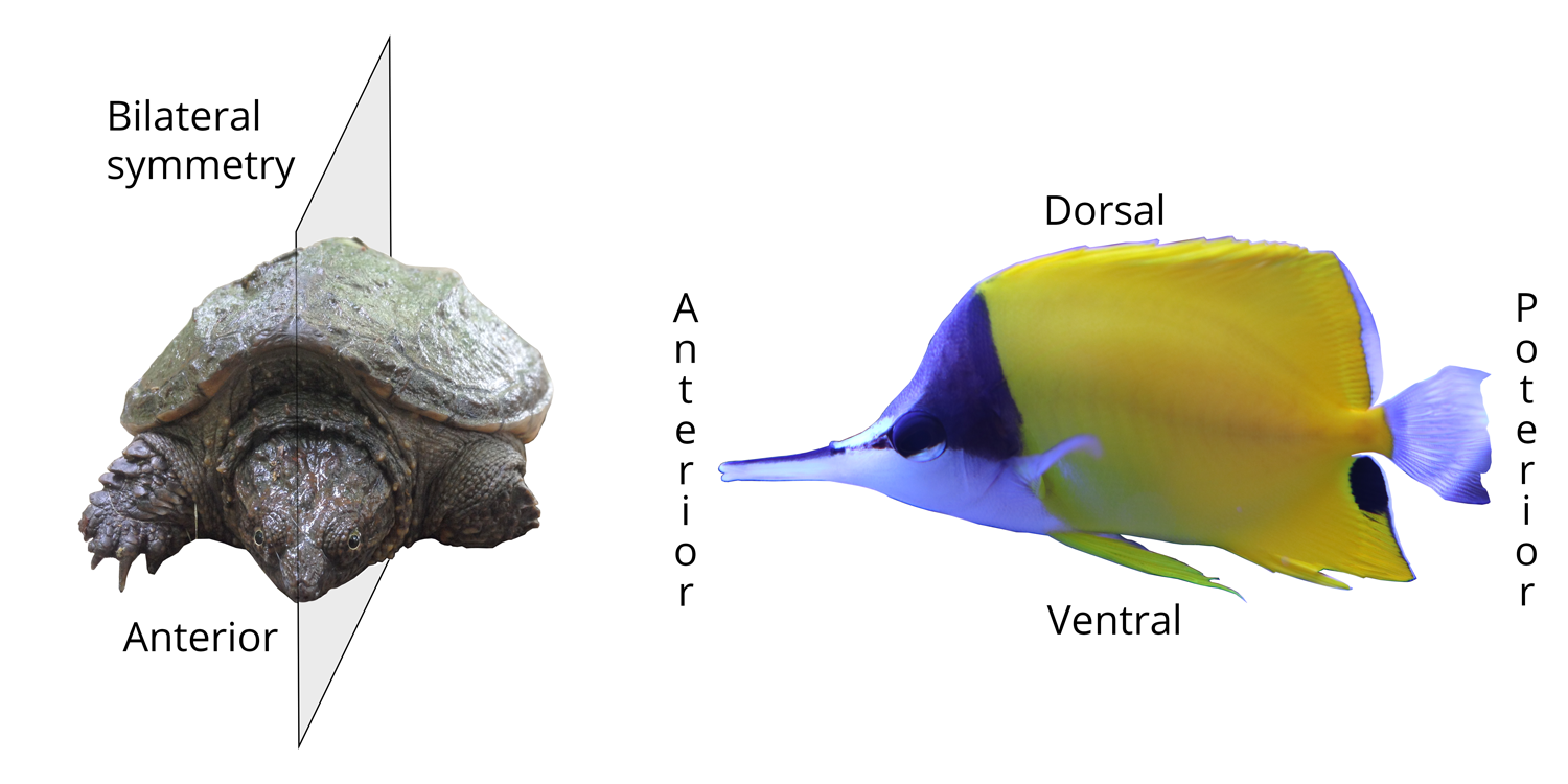 Left: illustration of bilateral body symmetry in a juvenile snapping turtle; the plane of symmetry makes one side the mirror image of the other. Right: positional terms for bilaterally symmetrical animals. The head end is anterior, the tail end is posterior, the back side is dorsal, and the belly side is ventral.