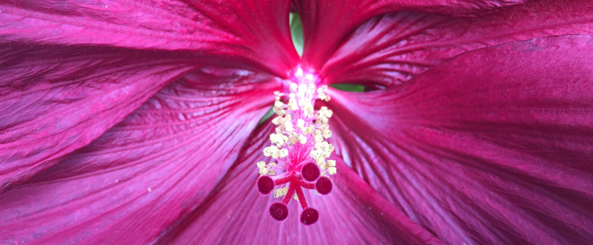 Close-up of crimson-eyed rosemallow flower showing stigmas, stamens, and petals.