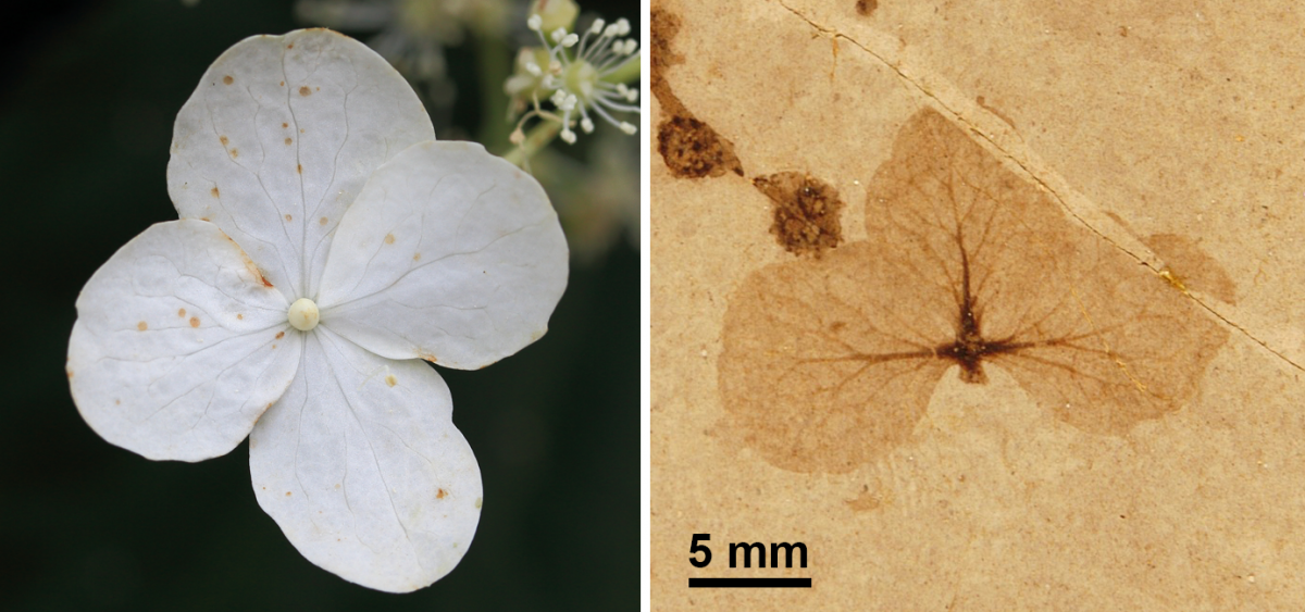 2-Panel figure. Panel 1: Living sterile hydrangea flower. Panel 2. Fossil sterile hydrangea flower.