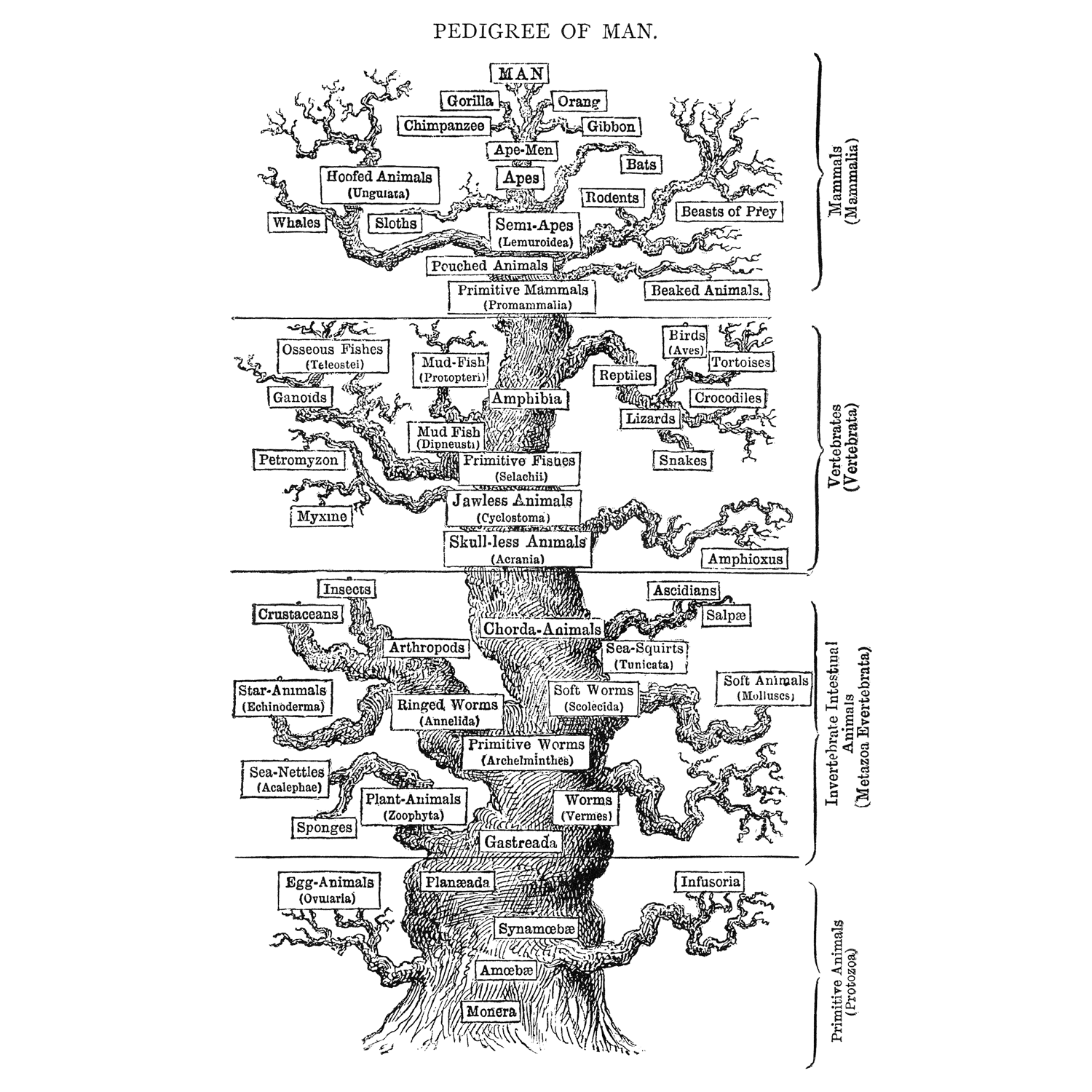 animal evolution tree