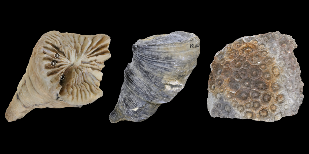 Three 3D models of fossil rugose corals.