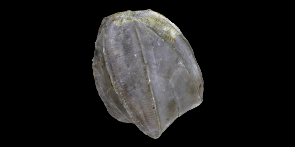 3D model of a representative Blastoidea.