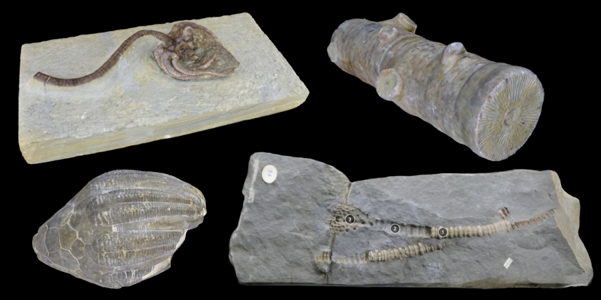 Four 3D models of representative Crinoidea fossils.