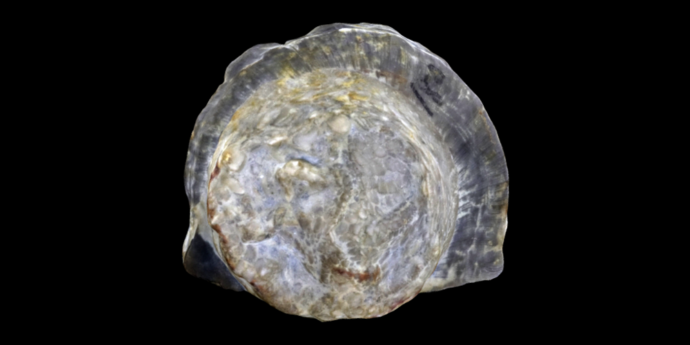 3D model of a representative Edrioasteroidea.