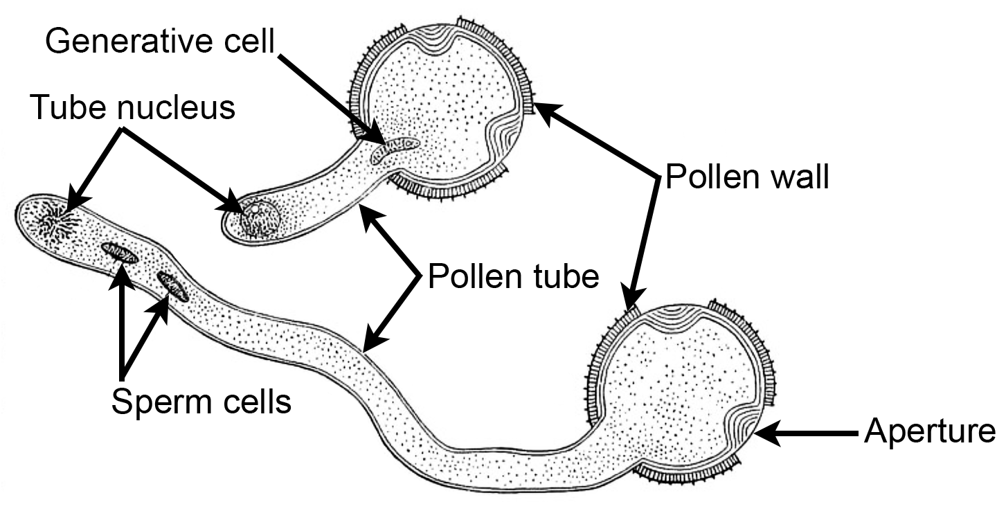 Drawing of germinated eudicot pollen grain, showing 2-celled and 3-celled stages of development.