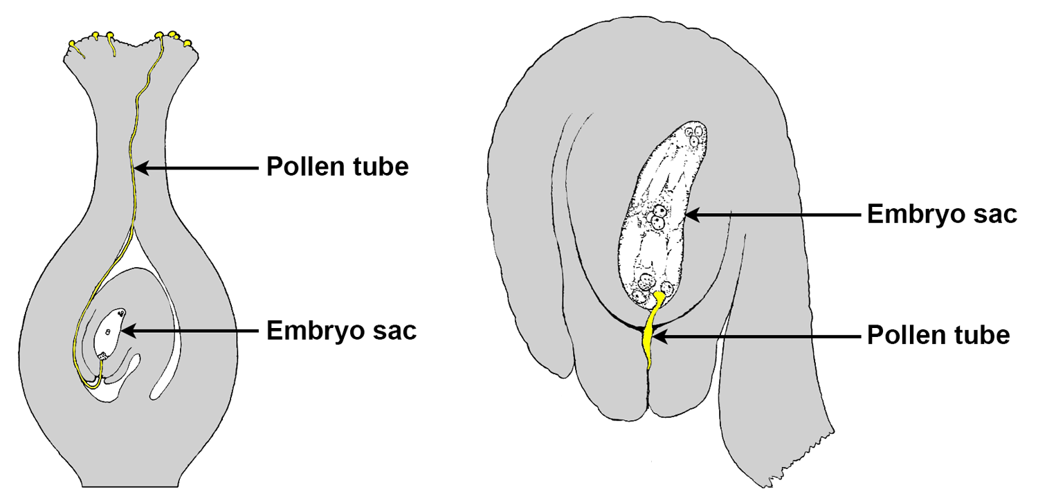 2-Panel figure. Panel 1: Longitudinal section of pistil showing path of pollen tube. Panel 2: Detail of ovule showing pollen tube growing through micropyle.