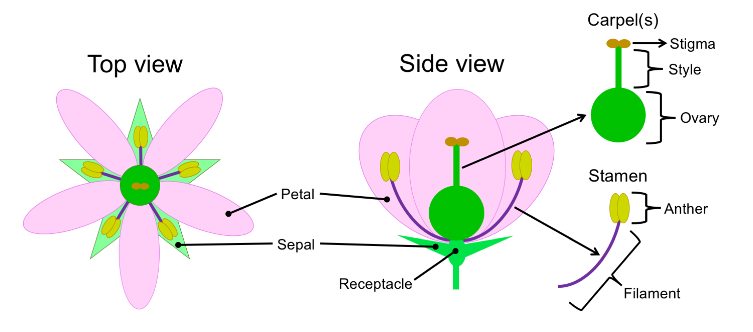 Diagrams of a flower when viewed from the top and side with the floral parts labelled.