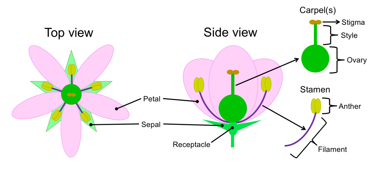 Lophopterys inpana. a. Flowering branch, 0.5. b. Distal portion of