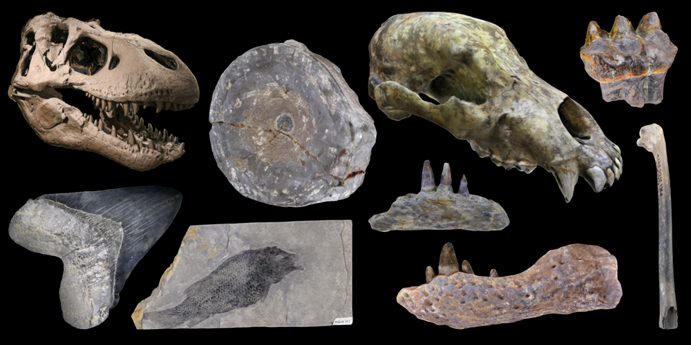 Nine 3D models of representative chordate fossils.