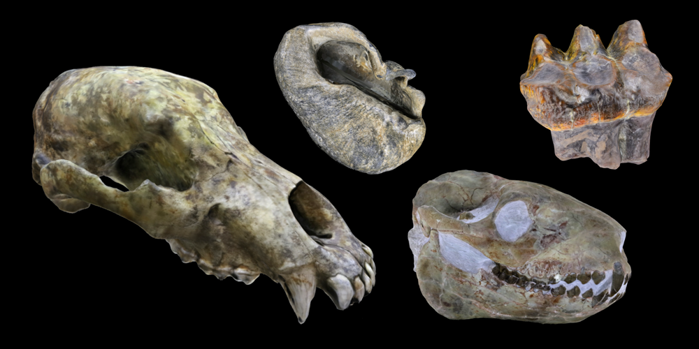 Four 3D models of representative mammal fossils.