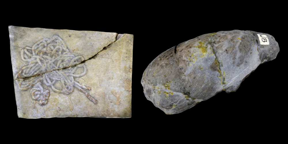 Two 3d models of representative coprolites.