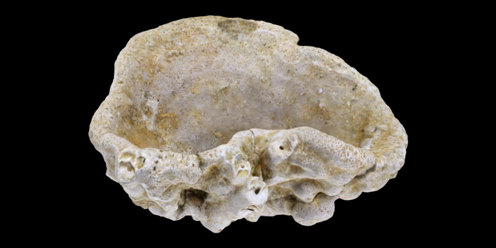 Representative 3D model of a fossil Calcarea sponge