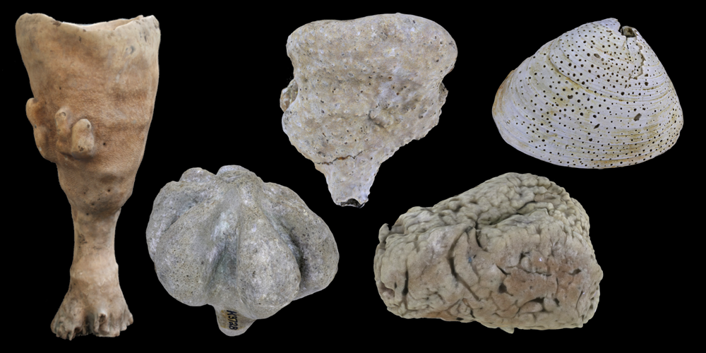 Representative 3D models of modern and fossil Demospongia.