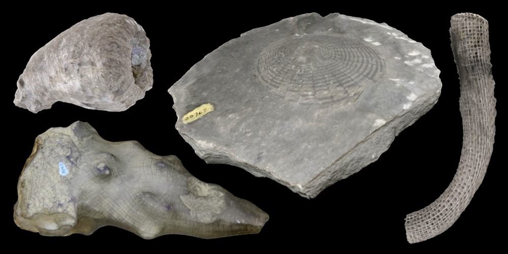 3D models of representative Hexactinellida.