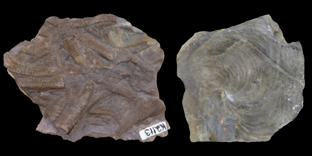 Two 3D models of representative feeding traces.