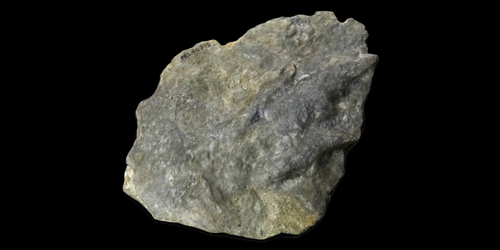 3D model of a dinosaur footprint (locomotion trace fossil).