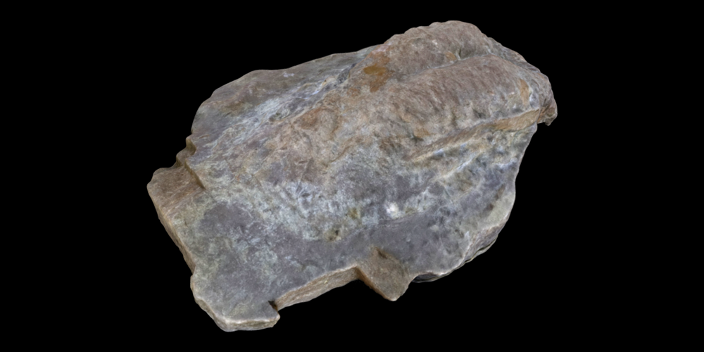 3D model of a resting trace fossil.