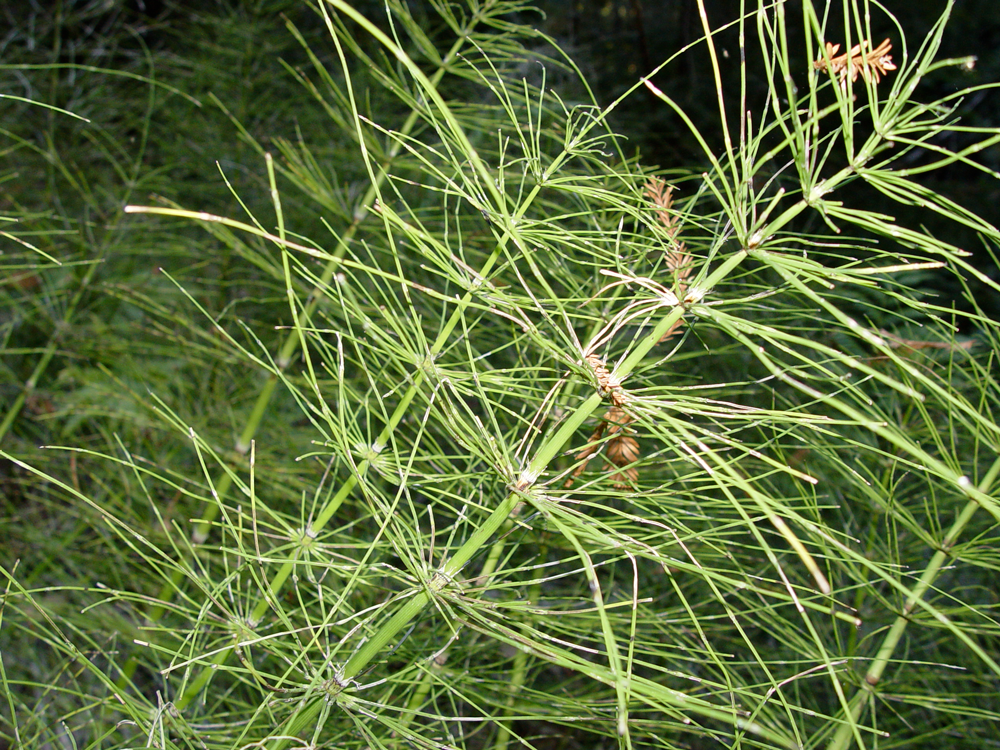Photograph of a living horsetail plant.