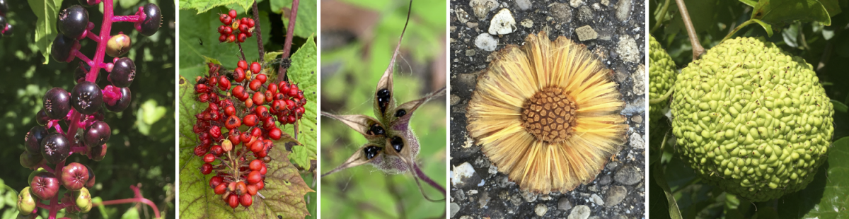 Examples of a variety of fruits: berries, drupes, follicles, achenes, and multiples.