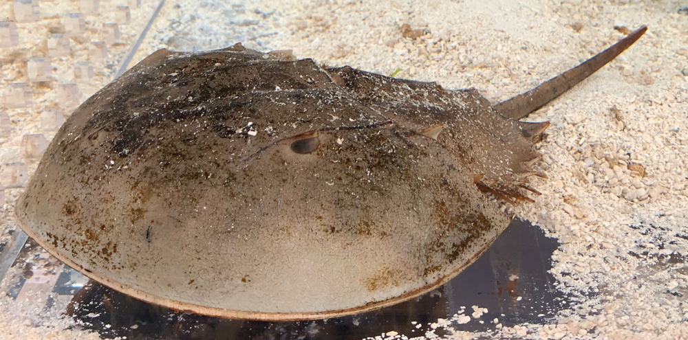 Photograph of a horseshoe crab.