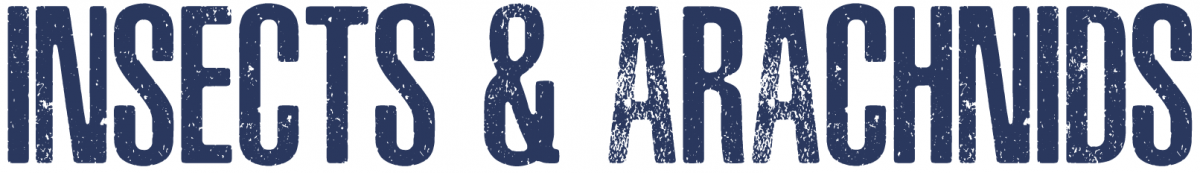 Logo that says "Insects & Arachnids"