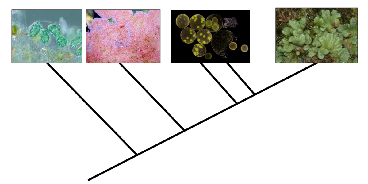 Tree of relationships among plants and related algae