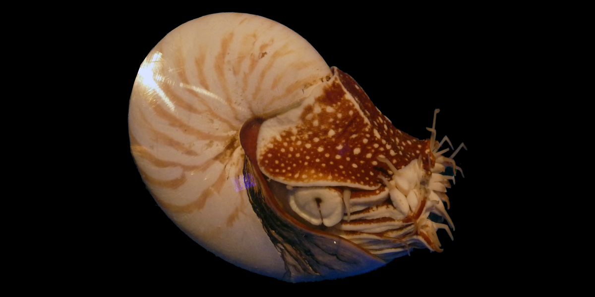 Photograph of a living chambered nautilus.