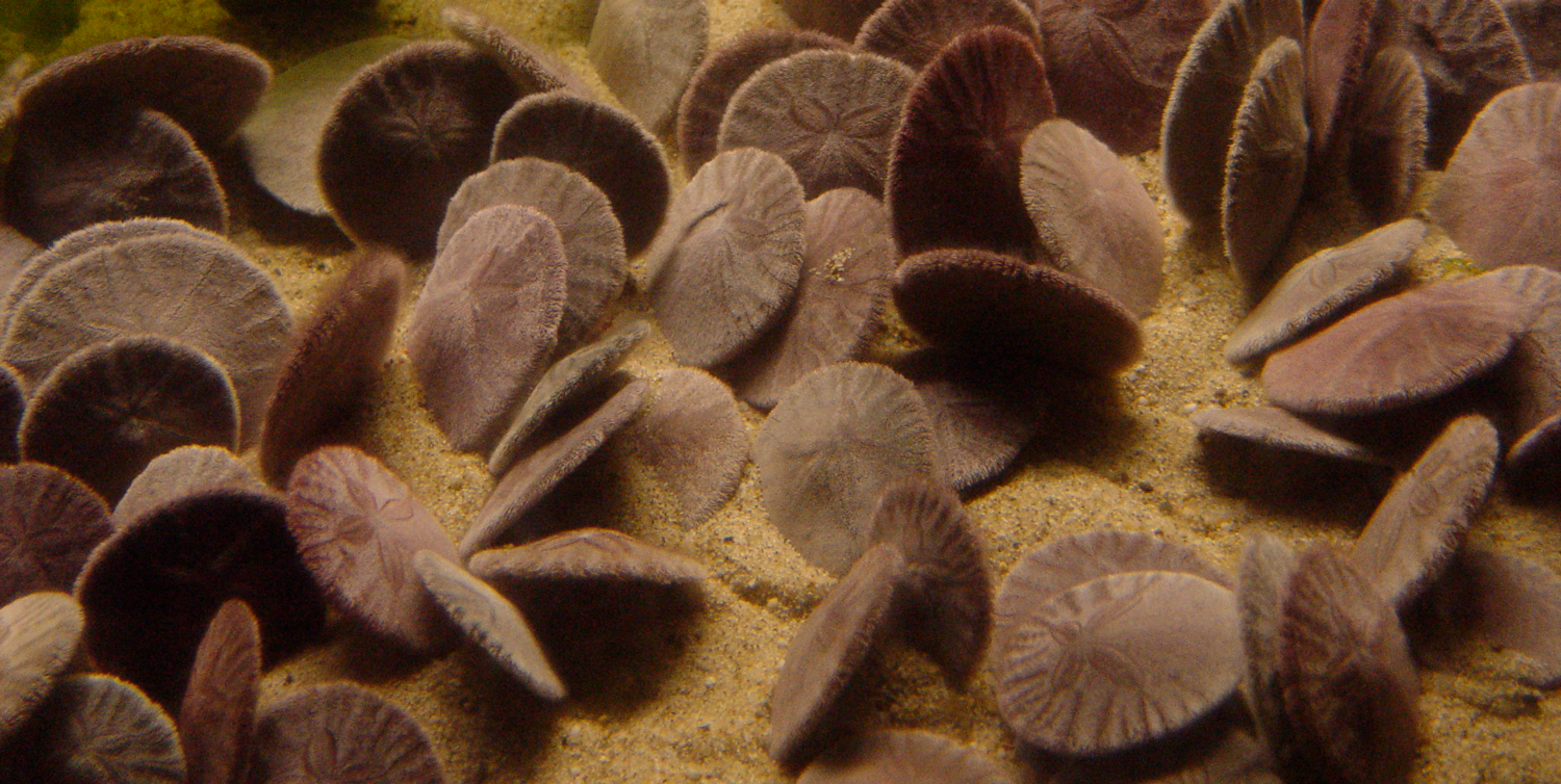 Photograph of numerous sand dollar individuals on display in an aquarium exhibit.
