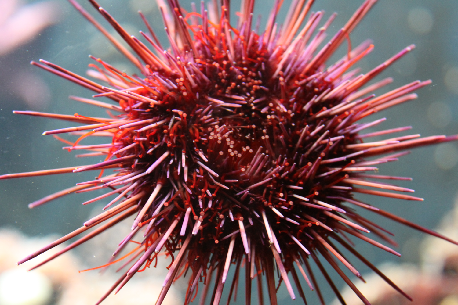 Photograph of a living sea urchin in an aquarium exhibit.
