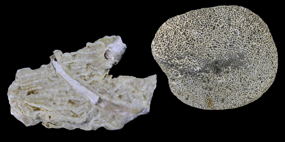 3D models of representative annelid fossils.