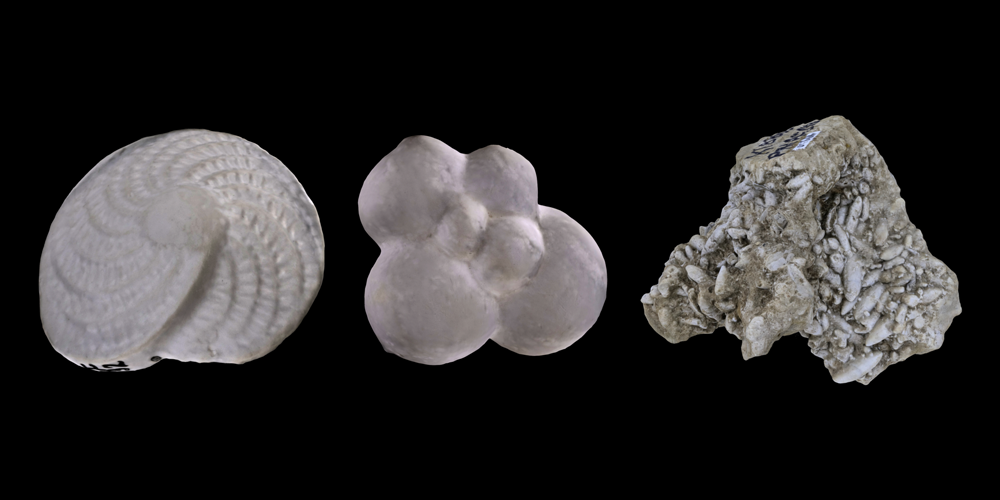3D models of representative Foraminifera.
