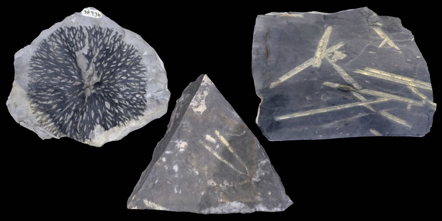 3D models of representative graptolite fossils.