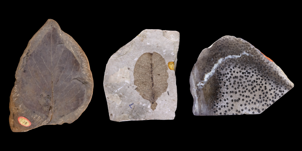 3D models of representative angiosperm fossils.