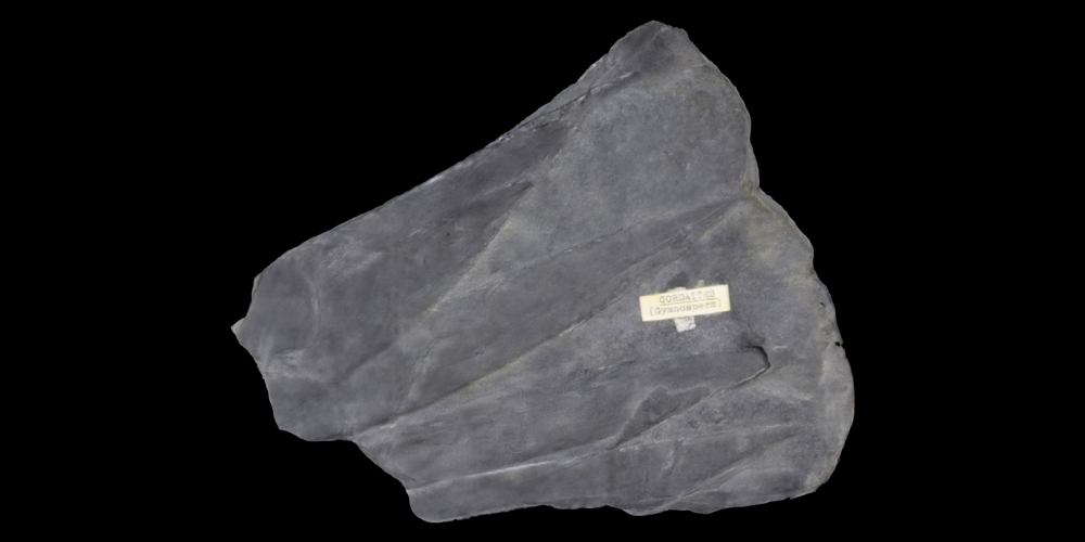 3D model of a representative cordaitales fossil.