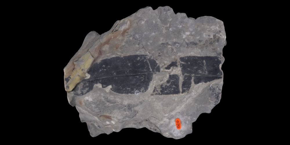 3D model of a representative cycadeoid fossil.