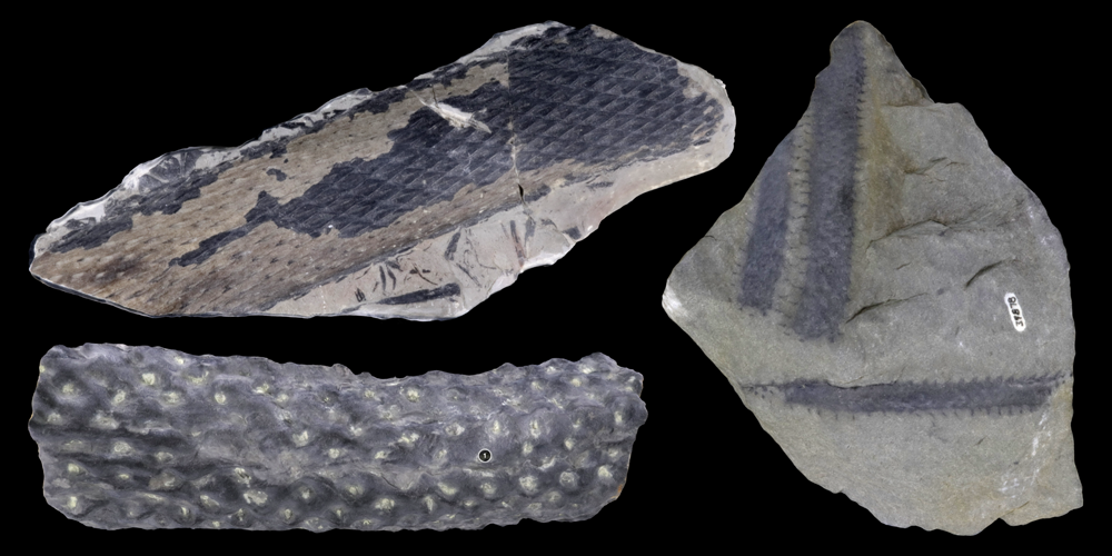3D models of representative lycopods.