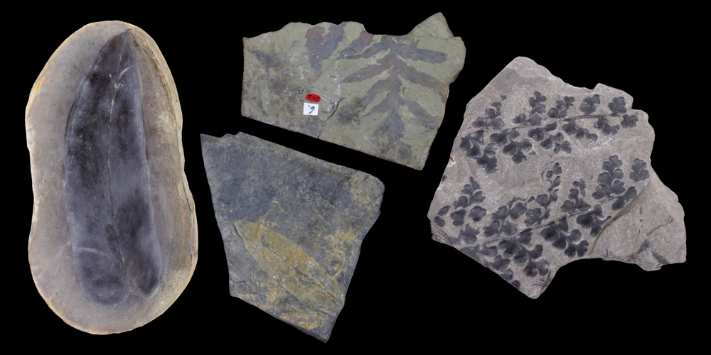 3D models of representative pteridophyte fossils.