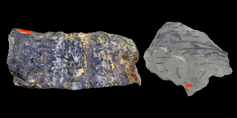 3D models of representative protracheophytes.