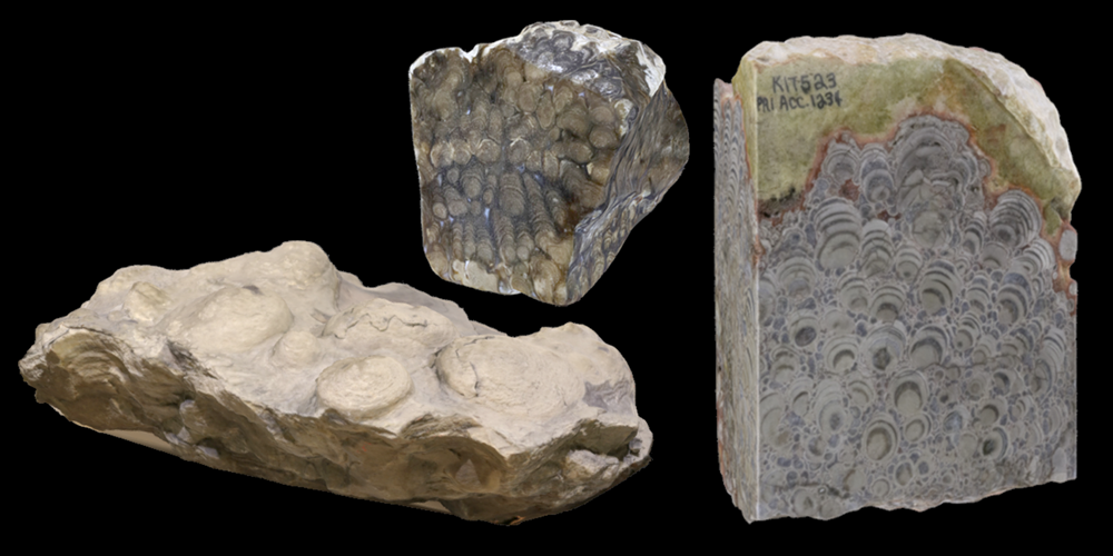3D models of representative stromatolite fossils.