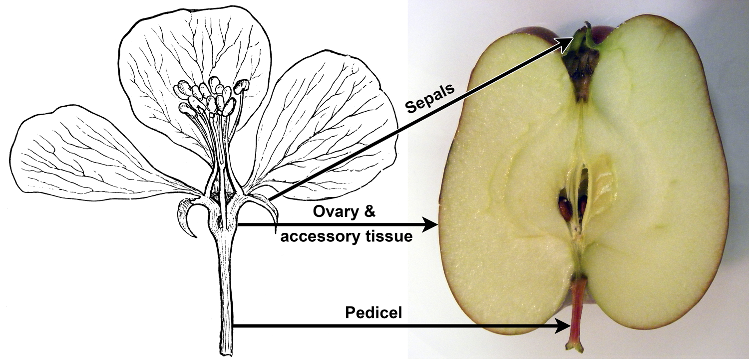 Какую функцию выполняет плод яблони. Плод яблока в разрезе. Плод яблоко ЕГЭ. Ложный плод яблоко развитие. Каким номером на рисунке обозначен плод яблоко.