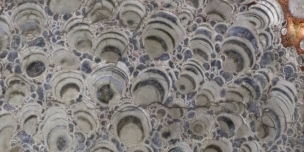 Image of a stromatolite fossil.